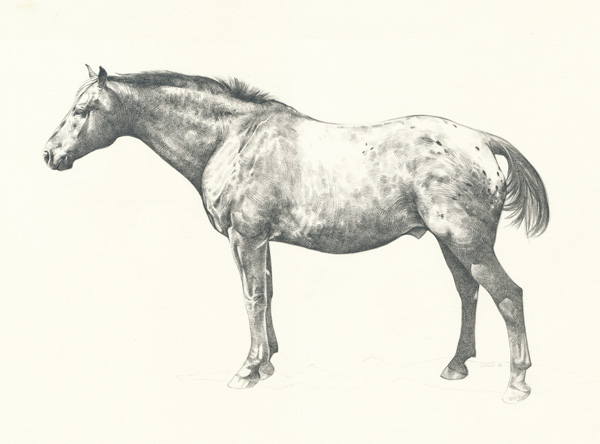 AppaloosaMagic_Pencil