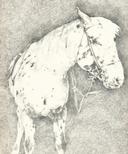 Appaloosa_pencil