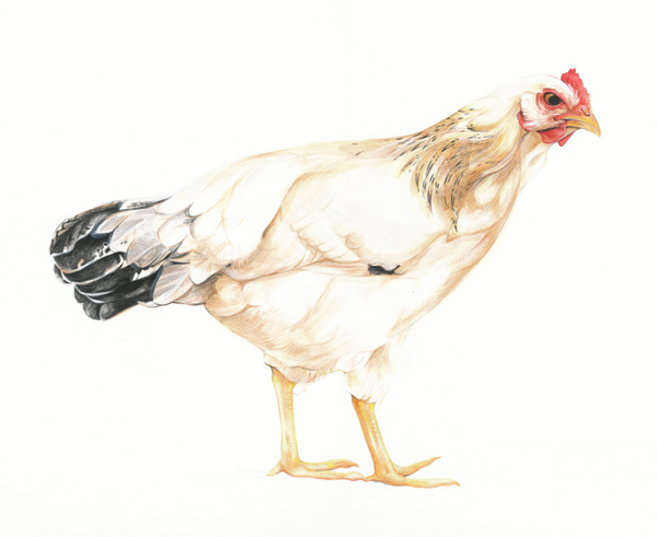 Delaware_Hen
