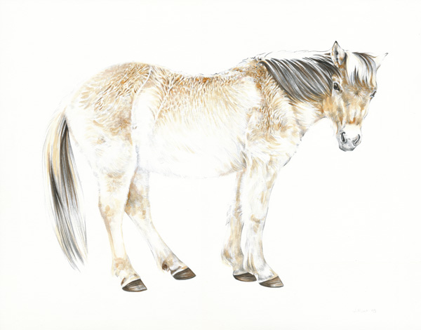 FjordFilly