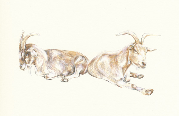 Goats 2