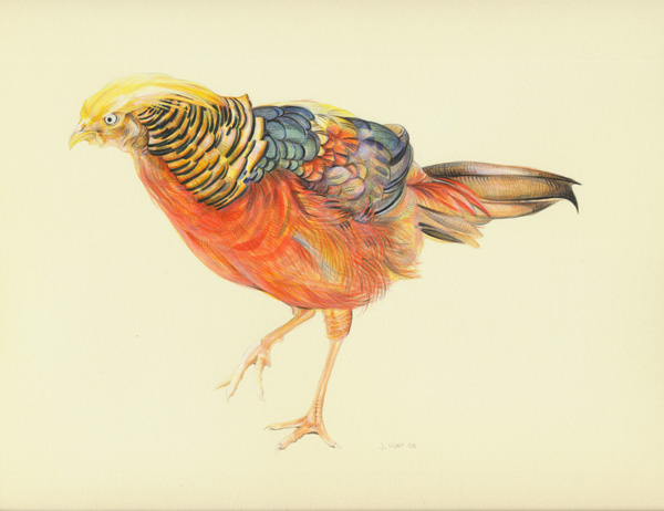 RedGoldenPheasant