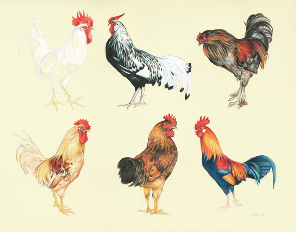 Six_Roosters