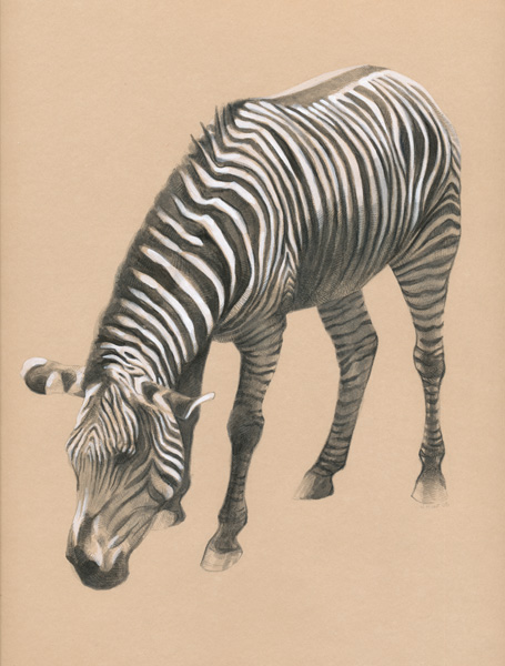 Zebra