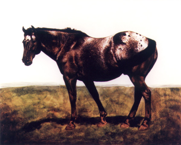 appaloosa