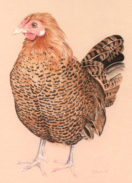 flowerhen