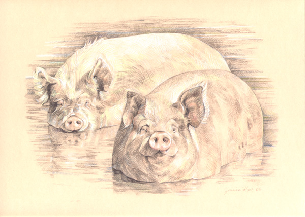 pigsdrawing