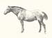 AppaloosaMagic_Pencil