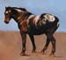 Appaloosa_Sky