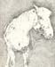 Appaloosa_pencil