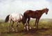 ArabianYearlings