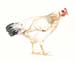 Delaware_Hen