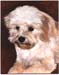DogPortrait1