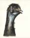 Emu1