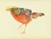 RedGoldenPheasant