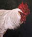 RoosterPortrait