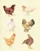Six_Hens