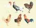 Six_Roosters