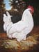 White_Leghorn
