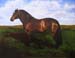 baymare