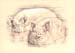 pigsdrawing