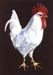 roosterbetter