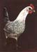 tinyhen